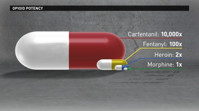 What Is Carfentanil And Why Is It Dangerous? opioid-potency