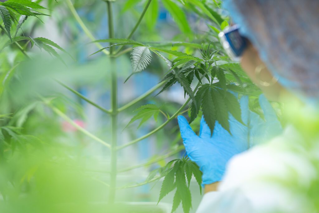 Side Effects of Weed: The Dangers of Marijuana Use Side Effects of Weed: The Dangers of Marijuana Use